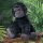 Gorilla "Kong" von Glorex, fertiges Kuscheltier